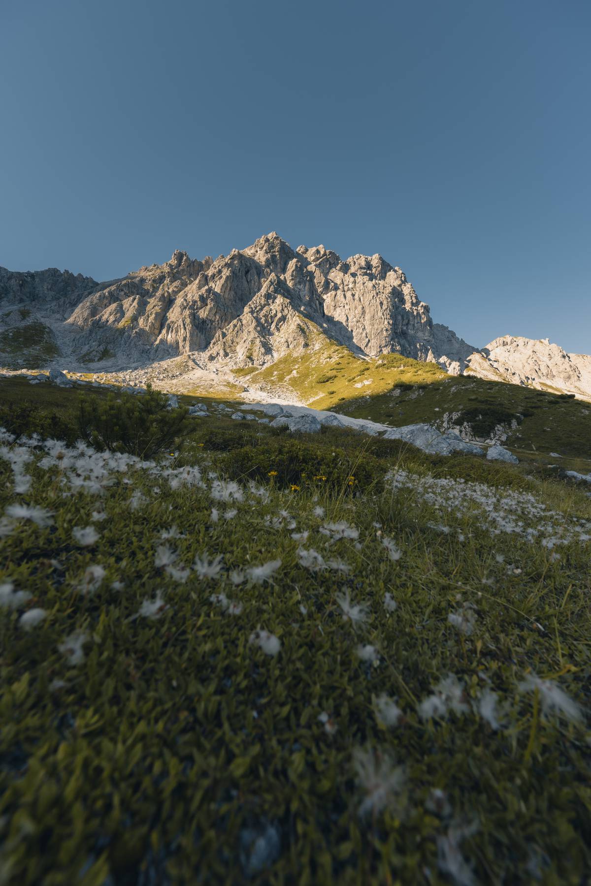 Blumenwiese und Berggipfel im Sonnenschein