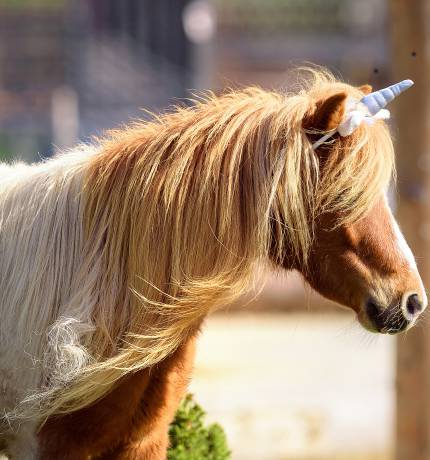 Einhorn - Braun-weißes Pferd mit Horn am Kopf