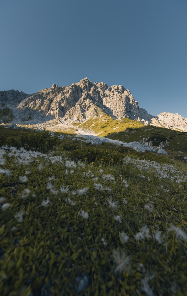 Blumenwiese und Berggipfel im Sonnenschein