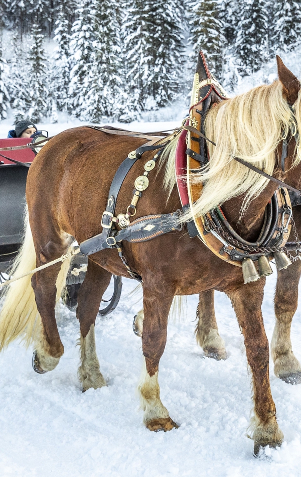 Horse-drawn | sleighs - Ferienresort Central Flachau